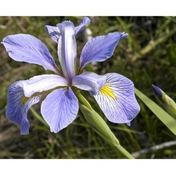 Iris Virginica Shrevei - Iris Southern