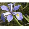 Iris Virginica Shrevei - Iris Southern