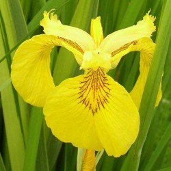 Iris Amarillo - Iris Pseudacorus