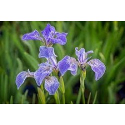 Iris Setosa - Iris enana o Artic