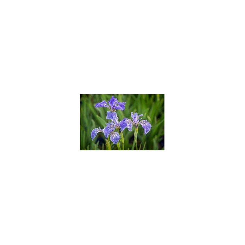 Iris Setosa - Iris enana o Artic