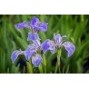 Iris Setosa - Iris enana o Artic