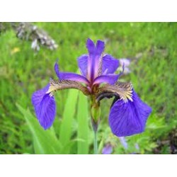 Iris Setosa - Iris enana o Artic