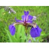 Iris Setosa - Iris enana o Artic