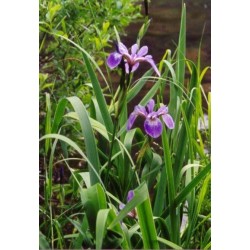 Iris Purpureo - Iris versicolor