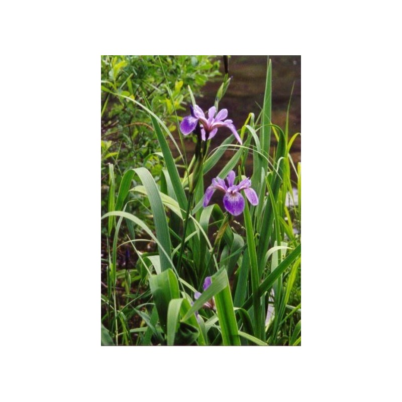 Iris Purpureo - Iris versicolor