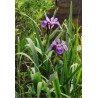 Iris Purpureo - Iris versicolor