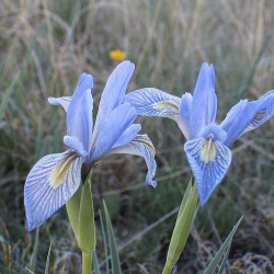 Iris Missouriensis - Iris azul