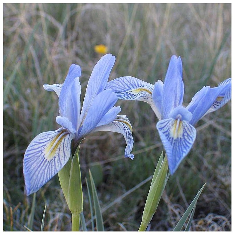 Iris Missouriensis - Iris azul