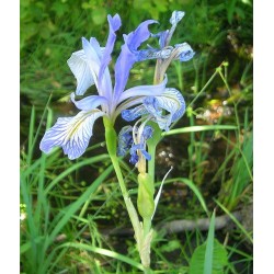 Iris Missouriensis - Iris azul