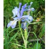 Iris Missouriensis - Iris azul