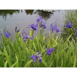 Iris Laevigata - Iris Japonés