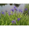 Iris Laevigata - Iris Japonés