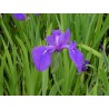 Iris Laevigata - Iris Japonés