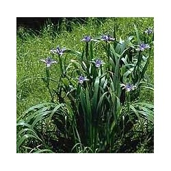 Iris Douglasiana - Iris Douglas