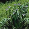 Iris Douglasiana - Iris Douglas