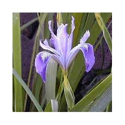 Iris Douglasiana - Iris Douglas