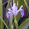 Iris Douglasiana - Iris Douglas