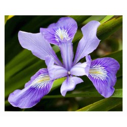 Iris Douglasiana - Iris Douglas