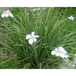 Dietes Vegeta - Lirio Dietes