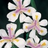 Dietes Vegeta - Lirio Dietes