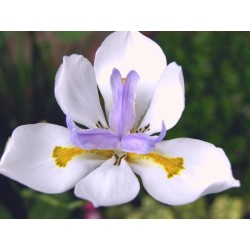 Dietes Vegeta - Lirio Dietes