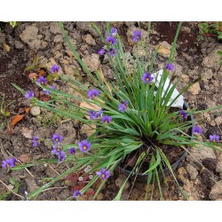 Sisyrinchium Bellum - Dietes azul