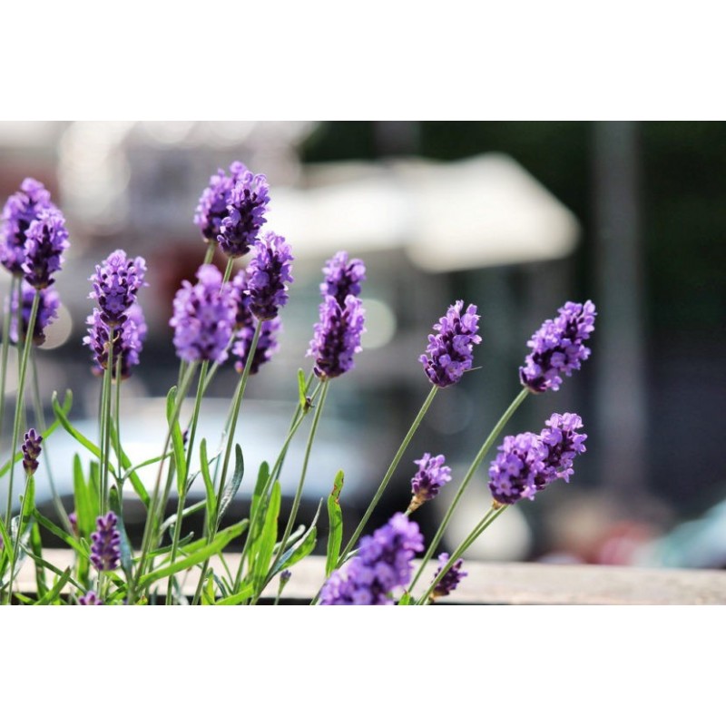 Lavanda - Lavanda Angustifolia