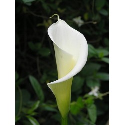 Zantedeschia Aethiopica - Alcatráz