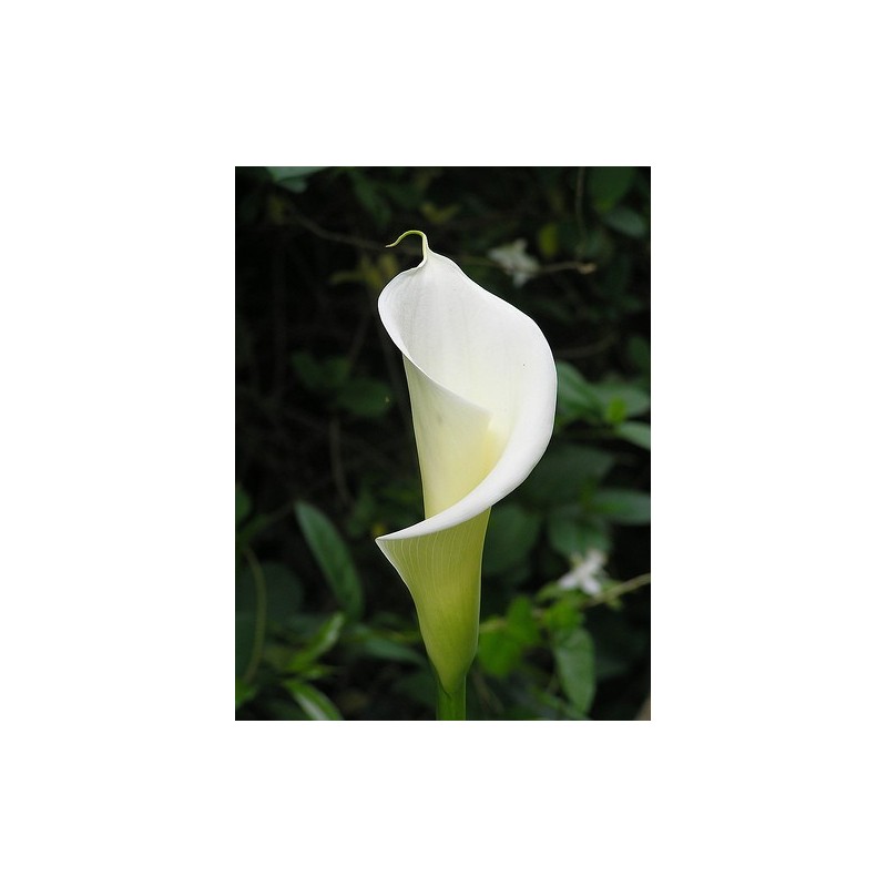 Zantedeschia Aethiopica - Alcatráz