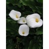 Zantedeschia Aethiopica - Alcatráz