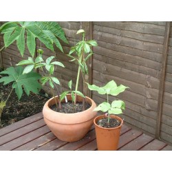 Arisaema Tortuosum - Planta Cobra Lily