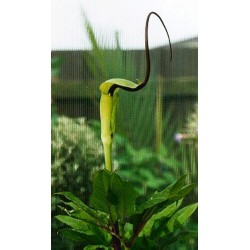 Arisaema Tortuosum - Planta Cobra Lily