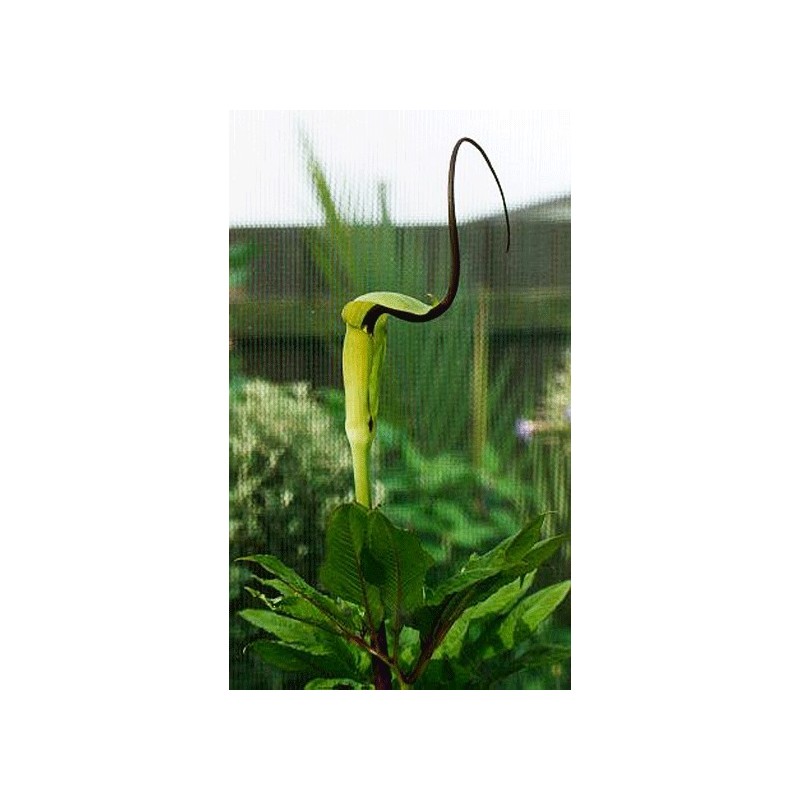 Arisaema Tortuosum - Planta Cobra Lily