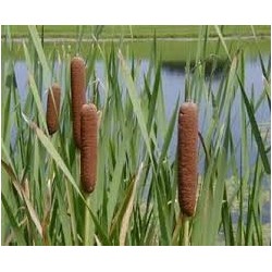 Typha Latifolia - Junco o Bayón