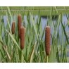 Typha Latifolia - Junco o Bayón