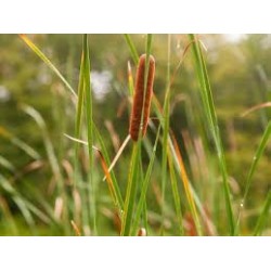 Typha Latifolia - Junco o Bayón