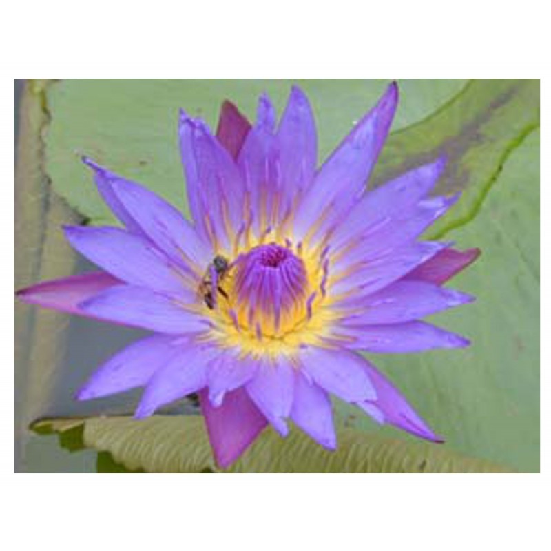 Nymphaea Caerulea - Nenúfar azul