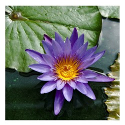 Nymphaea Caerulea - Nenúfar azul