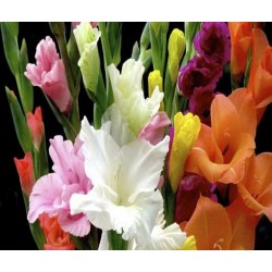 Bulbo de Gladiolus - Gladiolas-Gladiolos surtidos