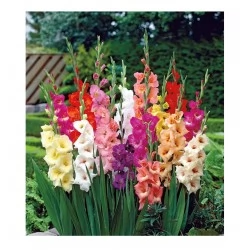 Bulbo de Gladiolus - Gladiolas-Gladiolos surtidos