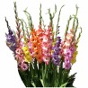 Bulbo de Gladiolus - Gladiolas-Gladiolos surtidos