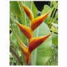 Heliconia Amarilla - Champneana Heliconia