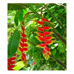 Nigripraefixa de Heliconia  - Heliconia roja