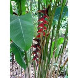 Nigripraefixa de Heliconia  - Heliconia roja