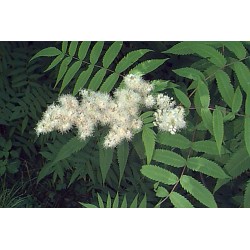 Sorbaria Sorbifolia - Falsa Spirea