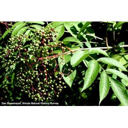 Sambucus Canadensis - Sauco de Canadá