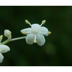 Sambucus Canadensis - Sauco de Canadá