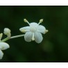 Sambucus Canadensis - Sauco de Canadá