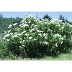 Sambucus Canadensis - Sauco de Canadá